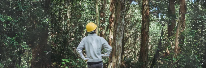 maquinista procesadora forestal